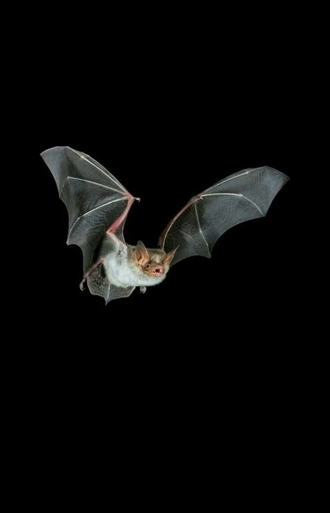 Pipistrelle Bat, Bat Reference, Bat Images, Bat Photos, Bat Species, Bat Animal, Flying Bat, Bats Flying, Bat Flying