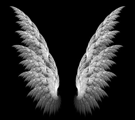 Feathered wings. Angel Wings Iphone Wallpaper, Brittany Allen, Pretty Wings, Wings Wallpaper, Angel Wallpaper, Most Beautiful Wallpaper, Black Background Wallpaper, White Wings, Wings Tattoo