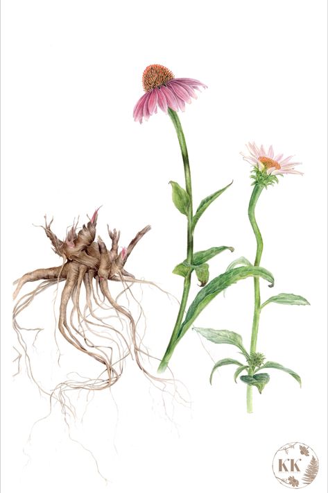 Echinacea Botanical Illustration, Echinacea Drawing, Echinacea Tattoo, Coneflower Drawing, Botanical Journal, Purple Coneflower, Inktober 2024, Echinacea Purpurea, Garden Journal