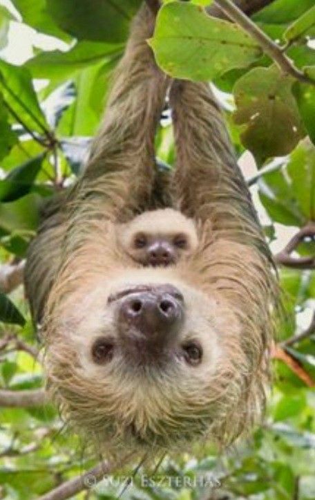 Cute Sloth Pictures, Chrome Web Store, Love Your Family, Chrome Web, Cute Sloth, Cute Wild Animals, Cute Animal Photos, Cute Animal Pictures, Cute Creatures