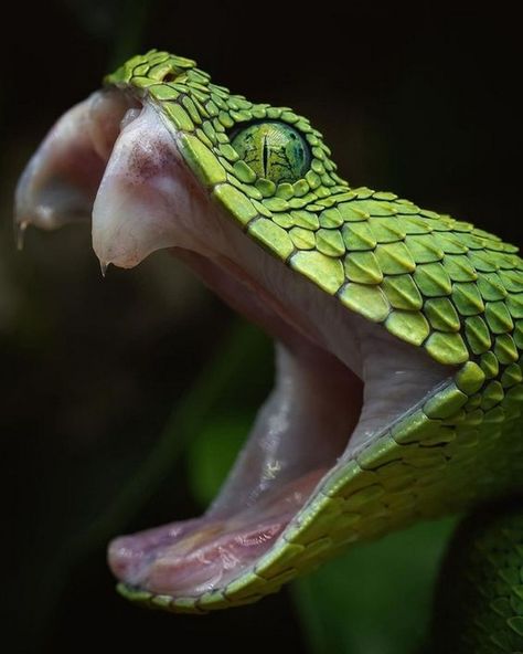 Snake Unhinged Jaw, Snake With Mouth Open, Snake Side View, Snake Mouth Open, Snake Open Mouth, Anaconda Verde, Snake Reference, Snake Face, Snake Photos