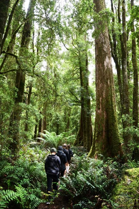 Tarkine Tasmania, Australian Forest, Environmental Advocacy, Australia Tasmania, Bathroom Mural, St Columba, Bruny Island, Landscape Inspiration, Tiger Painting