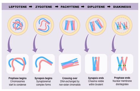 prophase one Meiosis Prophase 1 Stages, Prophase 1 Meiosis, Meiosis Stages, Cell Cycle And Cell Division, Nuclear Membrane, Somatic Cell, Process Of Evolution, Organization Notes, Eukaryotic Cell