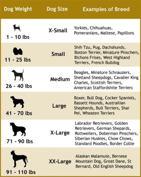 Mobile Grooming, Grooming Salons, Dogs Ideas, Pet Grooming Business, Dog Size Chart, Pet Grooming Salon, Thanking God, Grooming Business, Dog Breeding