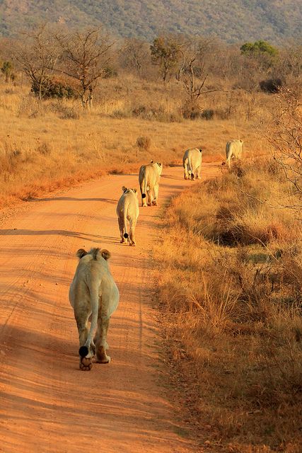 Entabeni Game Reserve, South Africa -  by Retlaw Snellac South Africa Wildlife, Game Reserve South Africa, Safari Outfits, Africa Wildlife, Africa Do Sul, Africa Safari, Out Of Africa, Game Reserve, African Wildlife