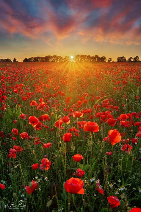 Poppy Painting, Beautiful Sunrise, Beautiful Nature Pictures, Poppy Flower, Flower Images, Flowers Nature, Flower Field, Suho, Nature Pictures