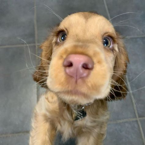 Meet Winnie, The Cocker Spaniel That Looks Like A Real-Life Disney Character | Bored Panda Dogs With Long Eyelashes, Perro Cocker Spaniel, Ras Anjing, Golden Retriever Mix, Cocker Spaniel Puppies, Lovely Animals, Cocker Spaniels, Spaniel Puppies, Puppy Eyes