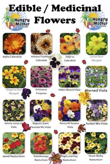 How to enjoy edible flowers Eatable Flowers, Edible Flower Garden, Edible Flowers Recipes, Edible Wild Plants, Different Types Of Flowers, Healing Plants, Dandelion Recipes, Wild Edibles, Flower Food