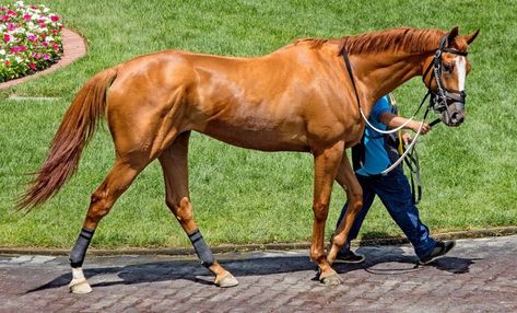 Horse Weight, Warmblood Horses, Thoroughbred Racehorse, Fantasy Horses, Horse Wallpaper, Andalusian Horse, Friesian Horse, Thoroughbred Horse, Running Horses