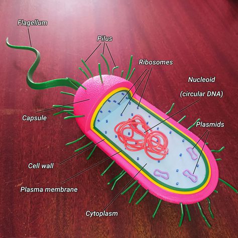 Parts Of The Cell, Cell Project, 3d Cell, Prokaryotic Cell, Cells Project, Plasma Membrane, Cell Wall, Class Notes, Medical Education