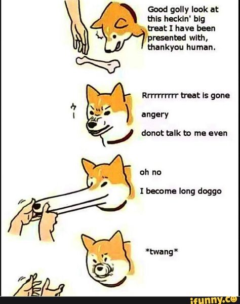 doggo Doggo Drawing, Drawing Memes, Me Irl, Dc Memes, Reference Poses, Funny Animal Memes, Funny Animal Pictures, Animal Memes, Dankest Memes