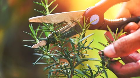 When and How to Prune Rosemary Plants Pruning Rosemary, Prune Rosemary, Propagate Rosemary, Seed Starting Soil, Rosemary Water, Growing Rosemary, Tattoo Plant, Rosemary Plant, Herb Containers