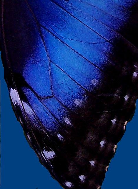 Blue Morpho Wing. The irridescent coloring is due to the scales reflect blue light. Black Blue, Butterfly Blue, Vishuddha Chakra, Blue Butterfly Wings, Blue Morpho Butterfly, True Winter, Morpho Butterfly, Blue Morpho, Love Blue