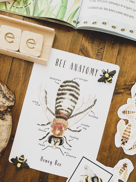 Honey Bee Anatomy, Nature Unit Study, Bee Anatomy, Homeschool Nature Study, Montessori Cards, Bee Printables, Nature School, Science Projects For Kids, Flashcards For Kids