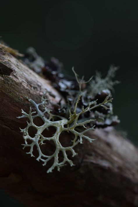 Lichen Inspired Jewellery, Lichen Aesthetic, Lichen Photography, Pastoral Grunge, Mutated Plants, Moss Photography, Photography Inspiration Nature, Macro Photographers, Lichen Moss