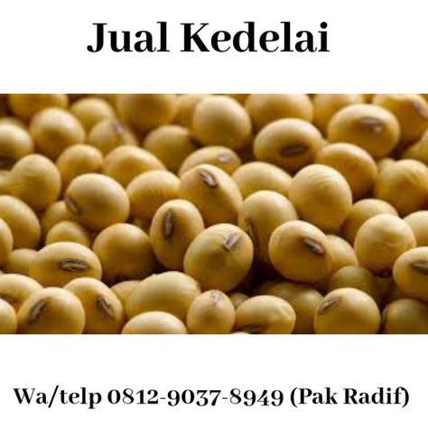 Paling diminati!!!,Telp/WA 0812-9037-8949(Tsel), Jual Kedelai  Paling dicari!!!, Petani Kedelai, Pusat Kedelai Murah  Sedia Berbagai Jenis Kacang Kedelai 1. kedelai curah 2. kedelai murah 3. kedelai unggul 4. kedelai organik  Hubungi  Pak. Radif Muhammad Umar Telp/WA 0812-9037-8949  Jual kedelai organik depok, jual kedelai jepang tangerang, jual kedelai tempe tangerang, jual kedelai kuning tangerang, jual kedelai kupas tangerang, jual kedelai bubuk tangerang, jual kedelai impor tangerang Tangerang