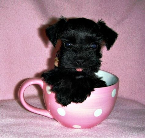 Toy And Teacup Miniature Schnauzers - Discover The Truth Teacup Schnauzer, Miniature Schnauzer Black, Schnauzer Breed, Black Schnauzer, Teacup Dogs, Mini Schnauzer Puppies, Schnauzer Puppies, Puppies Cute, Dog Hotel