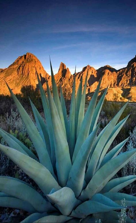 Mexican Desert Aesthetic, Southwestern Mural, Agave Aesthetic, Southwestern Photography, Agave Wallpaper, Southwest Wallpaper, Cactus Photos, Southwest Aesthetic, Mexican Landscape