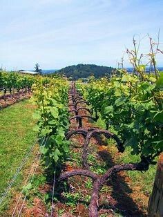 Grapevine Trellis, Grape Vine Trellis, Garden Grid, Grape Vine Plant, Training Vines, Grape Trellis, Grape Vineyard, Vine Trellis, Growing Fruit Trees