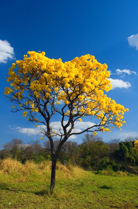 Yellow Trees Photography, Yellow Tree Painting, Chinese Pistache Tree, Tree With Yellow Flowers, Tree With Flowers, Trees Scenery, Yellow Landscape, Tree Aesthetic, Watercolor Scenery