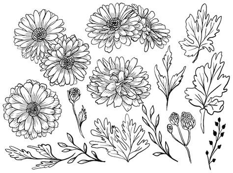 Zinnia Flowers Tattoo, Gerbera Flower Drawing, Zinnia Drawing, Tat Fonts, Zinnia Tattoo, Leaf Doodle, Shop Mural, Piercing Inspiration, Zinnia Flower