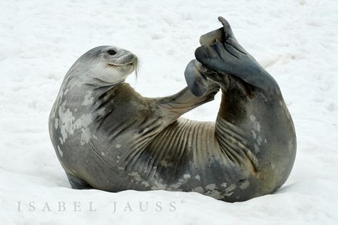 Weddell Seal, Elephant Shrew, Elephant Seal, Cute Seals, Tasmanian Devil, Sea Lion, Sloth, Guinea Pigs, Cutie Patootie