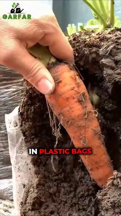 Growing Carrots From Seed, Carrots Growing, Afternoon Greetings, Grow Carrots, Cottagecore Garden, Growing Carrots, Regenerative Agriculture, Gardening Vegetables, Carrot Seeds