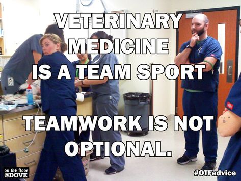 Teamwork is so important Vet Humor, Veterinary Humor, Veterinary Office, Vet Tech Humor, Veterinarian Technician, Vet Tech School, Nursing Things, Veterinary Tech, Veterinary Nurse