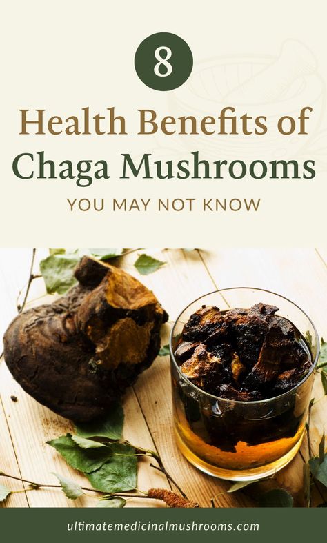 Chaga Benefits, Chaga Mushroom Benefits, Health Benefits Of Mushrooms, Mushroom Benefits, Mushroom Tea, Mushroom Cultivation, Chaga Mushroom, Mushroom Hunting, Tea Benefits