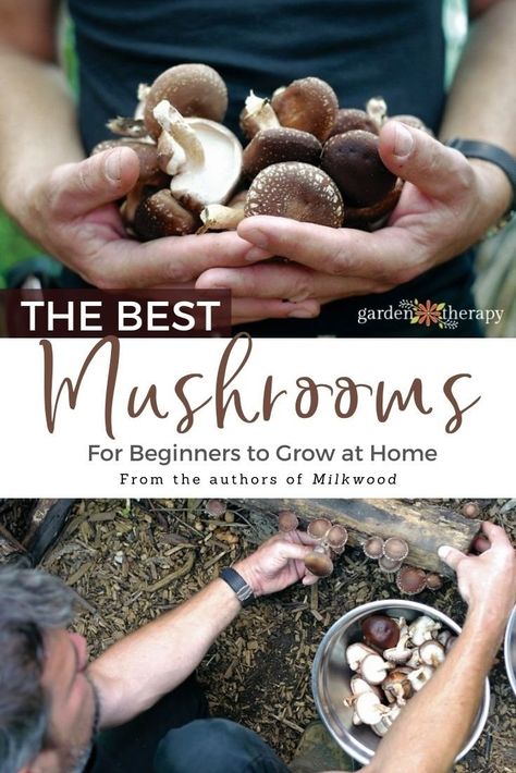 How To Grow Edible Mushrooms, Home Grown Mushrooms, Growing Edible Mushrooms, Outdoor Mushroom Garden, Indoor Mushroom Garden, How To Grow Mushrooms From Scraps, Growing Mushrooms Outdoors, Planting Mushrooms, Mushroom Farming At Home