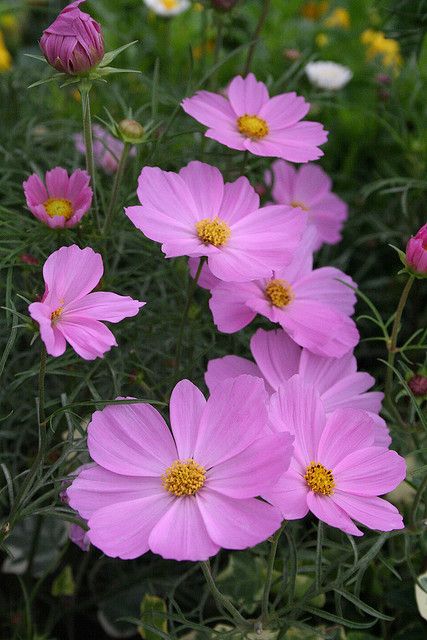 Cosmos Flowers, Flower Landscape, Pink Garden, 수채화 그림, Beautiful Flowers Wallpapers, Flower Phone Wallpaper, Flower Stands, Botanical Flowers, Flowers Nature