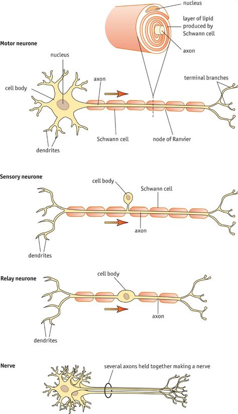 Nerve Cell Structure and Schwann Cells Nerve Cell Diagram, Structure Of Neuron, Nerve Structure, Brain Anatomy And Function, Muscular System Anatomy, Types Of Neurons, Nervous System Anatomy, Nerve Anatomy, Medical Terminology Study