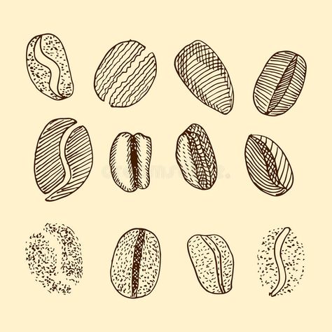 Sketch of coffee beans. vector drawing vector illustration Coffee Beans Drawing, Beans Drawing, Coffee Board, Coffee Brand, Drawing Vector, Coffee Branding, Drawing Set, Vector Drawing, Illustration Sketches