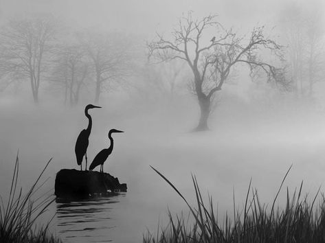 Backlit Photography, Fog Photography, Heron Bird, Heron Art, Lake Art, Charcoal Art, Japanese Painting, Ink Painting, Birds Painting