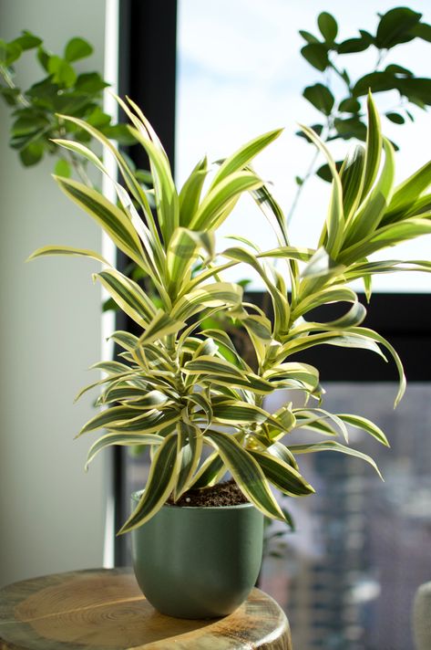 Dracaena Plant Riparium Plants, Care For Snake Plant, Dracaena Massangeana, Dracaena Trifasciata, Dracaena Draco, Mass Cane, Tropical Houseplants, Houseplant Decor, Dracaena Fragrans