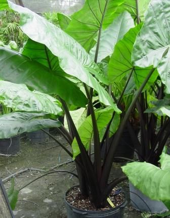 Alocasia 'Black Stem'. When they're small, the stems are more of a reddish purple, but they darken as the plant gets bigger. Elephant Leaf Plant, Water Garden Plants, Pool Plants, Container Water Gardens, Landscaping Trees, Landscape Maintenance, Leaf Plant, Tropical Landscaping, Foliage Plants