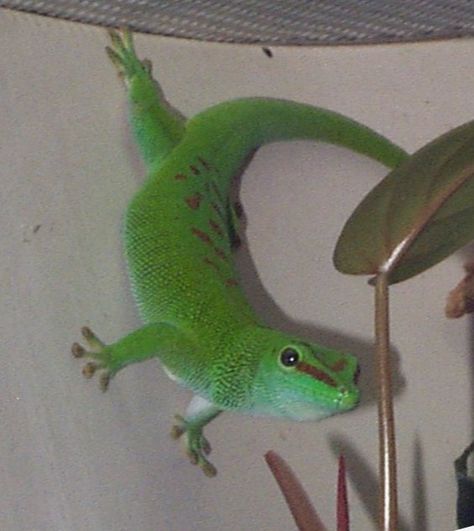 Day Gecko: WhoZoo Day Gecko, Fort Worth Zoo, Blue Tongue Skink, Animal Learning, Giant Tortoise, Cute Reptiles, Cute Small Animals, In The Zoo, Reptiles Pet