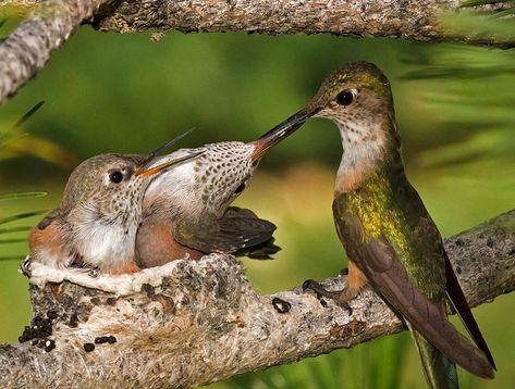 Baby Hummingbird Facts - everything you need to know about the baby hummingbirds. Facts, images, videos & feeding information is included in this article. Facts Images, Baby Hummingbirds, Hummingbird Nests, Hummingbird Pictures, Baby Facts, Most Beautiful Birds, Baby Bird, All Birds, Slow Motion