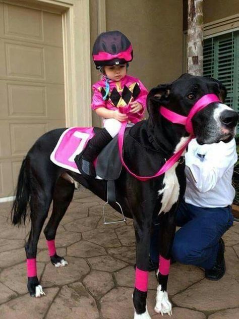 Ahal Teke, Pirate Cat, Horse Costumes, Pet Halloween Costumes, Dane Dog, Great Dane Dogs, Dog Halloween Costumes, Dog Costumes, Halloween Animals