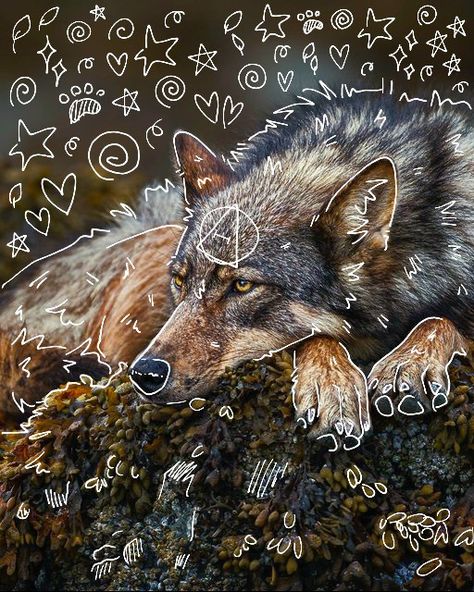 Wolf Room, What Animal Are You, Sea Wolf, Animal Tails, Maybe In Another Life, Wolf Spirit Animal, Canine Art, Cat Mask, Animal Masks