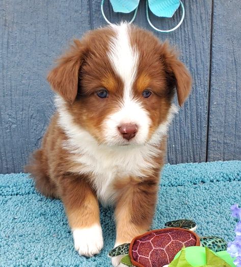 Captain Australian Shepherd Puppy 674768 | PuppySpot Australian Shepherd Puppies For Sale, Australian Shepherd Puppy, Australian Shepherd Puppies, Shepherd Puppy, Shepherd Puppies, Australian Shepherd, Puppies For Sale, Puppies, Dogs