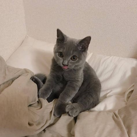 Gatos Cool, Grey Kitten, Söt Katt, Grey Cat, Cat Aesthetic, Cane Corso, Cute Kittens, Cute Creatures, Ravenclaw