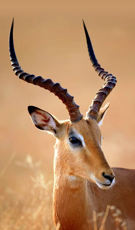 Animal photography Jungle Animals Photography, Gazelle Animal, All Animals Photos, African Animals Photography, Wildlife Magazine, African Wildlife Photography, Antelope Horns, Pet Portraits Photography, Animal Photography Wildlife