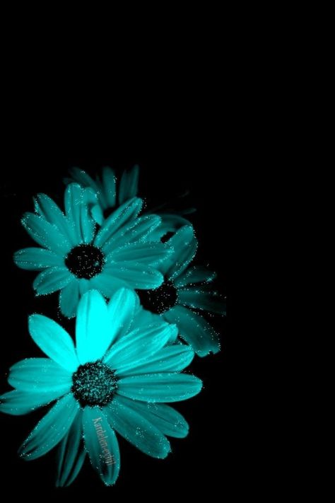 Green Black Background, Green And Black Background, Vert Turquoise, Black Turquoise, Shades Of Turquoise, Beautiful Flowers Wallpapers, Aqua Turquoise, Turquoise Color, Flower Wallpaper