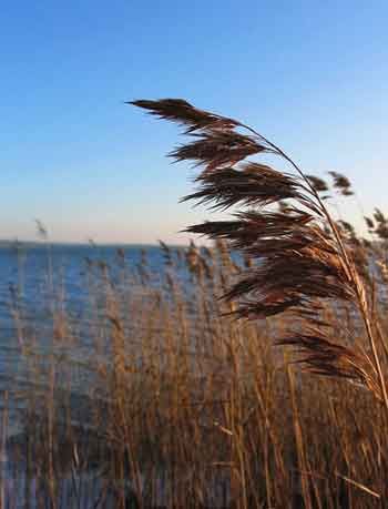 Reed Phragmites Australis, Edible Wild Plants, Salt Marsh, Outdoor Paradise, Invasive Plants, Sea Level Rise, Invasive Species, Wild Plants, Botany