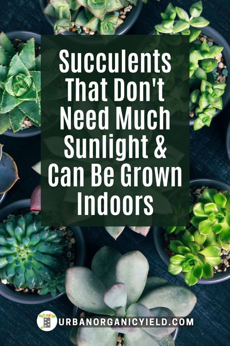 Succulents That Dont Need Sun, Outdoor Succulent Garden Pots, Arizona Plants, Low Light Succulents, Balcony Gardens, Succulent Decor, Kalanchoe Blossfeldiana, Shade Garden Plants, Succulent Landscaping