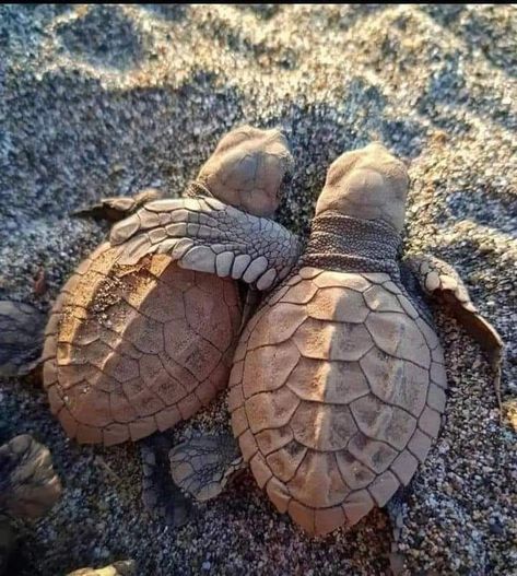 $atish💌 on Twitter in 2022 | Animals beautiful, Cute animals, Animals wild Baby Sea Turtles, Animal References, Cute Animals Puppies, Turtle Love, Beautiful Sea Creatures, Cute Turtles, Baby Turtles, Cute Wild Animals, Sea Turtles