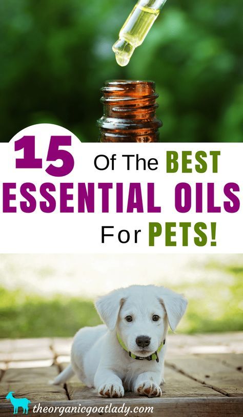 15 Of The Best Essential Oils For Pets, Aromatherapy Recipes, Essential Oil Recipes, Essential Oils For Dogs, Essential Oils For Animals Essential Oils For Pets, Essential Oils Dogs, Modern Homestead, Holistic Pet Care, Are Essential Oils Safe, Aromatherapy Recipes, Oils For Dogs, Dog Essentials, Allergy Relief