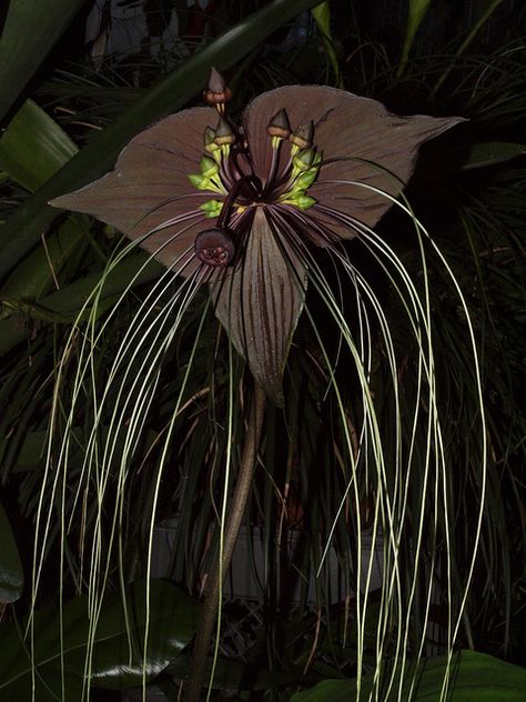 Tacca chantrieri: The Black Bat Flower Black Bat Flower, Tacca Chantrieri, Voodoo Lily, Bat Plant, Bat Head, Bat Flower, Goth Garden, Strange Flowers, Weird Plants