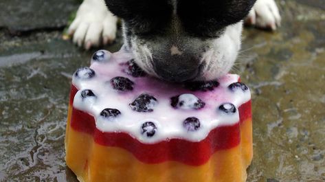 Dog Enrichment Ideas, Ice Cube Recipe, Sugar Free Fruits, Frozen Watermelon, Frozen Dog, Dog Enrichment, Diy Treats, Dog Info, Dog People